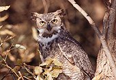 BRD 07 RK0086 01
Barn Owl In Tree