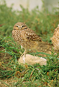 BRD 07 RW0001 01
Burrowing Owl Standing On Rock By Grass