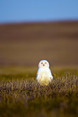 BRD 07 SK0001 01
Snowy Owl Sitting On Tundra In Summer Alaska
