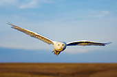BRD 07 SK0002 01
Snowy Owl Flying Over Tundra In Summer Alaska