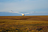 BRD 07 SK0003 01
Snowy Owl Flying Over Tundra In Summer Alaska