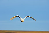 BRD 07 SK0004 01
Snowy Owl Flying Over Tundra In Summer Alaska
