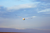 BRD 07 SK0006 01
Snowy Owl Flying Over Tundra In Summer Alaska