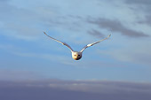 BRD 07 SK0007 01
Snowy Owl Flying Over Tundra In Summer Alaska