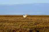 BRD 07 SK0008 01
Snowy Owl Landing On Tundra In Summer Alaska