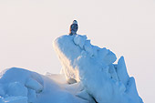 BRD 07 SK0009 01
Snowy Owl Sitting On Pack Ice Alaska