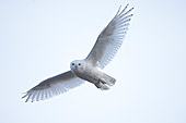 BRD 07 SK0010 01
Snowy Owl Flying Overhead Alaska