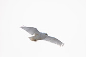 BRD 07 SK0011 01
Snowy Owl Flying Overhead Alaska