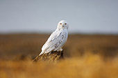 BRD 07 SK0012 01
Snowy Owl Sitting On Tundra In Summer Alaska