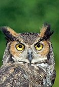 BRD 07 TK0001 01
Head On Head Shot Of Great Horned Owl