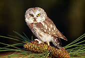 BRD 07 TK0002 01
Northern Saw-Whet Owl Sitting On Pinecones