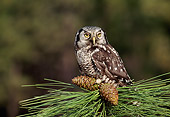 BRD 07 TK0003 01
Northern Hawk-Owl Sitting On Pinecones