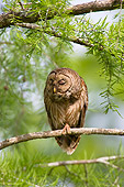 BRD 07 TL0001 01
Barred Owl In Southern Swamp