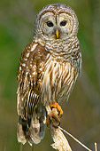 BRD 07 TL0002 01
Barred Owl In Southern Swamp