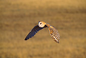 BRD 07 TL0003 01
Barn Owl In Flight