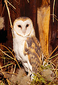 BRD 07 TL0004 01
Portrait Of Barn Owl