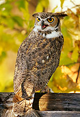 BRD 07 TL0005 01
Portrait Of Great Horned Owl