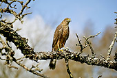 BRD 08 GL0002 01
European Sparrowhawk Perched On Tree Branch