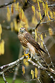 BRD 08 GL0003 01
European Sparrowhawk Perched In Hazelnut Tree