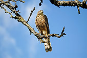 BRD 08 GL0004 01
European Sparrowhawk Perched On Tree Branch Against Blue Sky