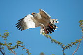 BRD 08 HP0001 01
Pale Chanting Goshawk Flying Against Blue Sky Kgalagadi Transfrontier Park, South Africa