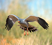 BRD 08 HP0002 01
Pale Chanting Goshawk Flying Through Kgalagadi Transfrontier Park, South Africa
