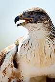 BRD 08 MC0001 01
Close-Up Of Ferruginous Hawk