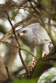 BRD 08 MC0002 01
Dark Chanting Goshawk Perched In Tree Tanzania