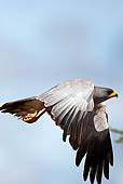 BRD 08 MC0003 01
Eastern Chanting Goshawk In Flight Kenya