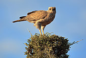 BRD 08 MC0005 01
Young Dark Chanting Goshawk Perched In Tree Overlooking Masai Mara, Kenya