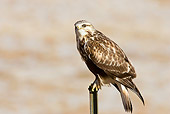 BRD 08 RF0056 01
Rough-Legged Hawk Sitting On Post