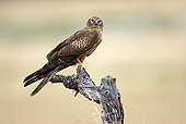 BRD 08 WF0002 01
Northern Harrier Perched On Dead Branch
