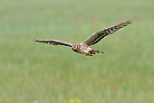 BRD 08 WF0003 01
Montagu's Harrier Female Soaring Above Grass Field