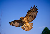 BRD 08 DB0001 01
Red-tailed Hawk Flying In Blue Sky