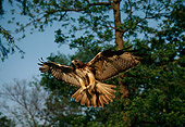 BRD 08 DB0002 01
Red-tailed Hawk Flying Near Trees