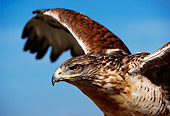 BRD 08 DB0003 01
Close Up Of Ferruginous Hawk Spreading Wings With Blue Sky