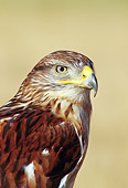 BRD 08 TK0001 01
Shoulder Shot Of Ferruginous Hawk
