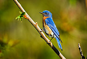 BRD 09 TK0001 01
Male Eastern Bluebird Perching On Branch Profile