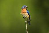 BRD 09 TK0002 01
Male Eastern Bluebird Perching On Twig