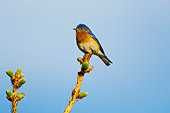 BRD 09 TK0003 01
Male Eastern Bluebird Perching On Tree Branch
