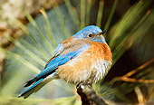 BRD 09 TL0001 01
Western Bluebird Male Sitting On Pine Branch