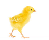 BRD 10 JE0006 01
Chick Walking On White Seamless