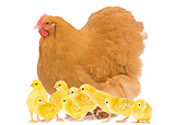 BRD 10 JE0010 01
Hen With Chicks Standing On White Seamless