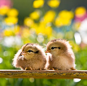 BRD 10 KH0006 01
Two Chicks Sitting On Bench In Garden