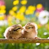 BRD 10 KH0007 01
Two Chicks Sitting On Bench In Garden