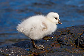 BRD 10 KH0008 01
Kelp Goose Chick Standing On Rocks By Water Falklands