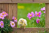 BRD 10 KH0010 01
Chick Standing On Fence By Spring Daisies And Pink Cosmos France