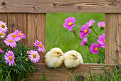 BRD 10 KH0011 01
Two Chicks Sitting On Fence By Spring Daisies And Pink Cosmos France