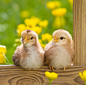 BRD 10 KH0012 01
Two Chicks Sitting On Fence By Buttercups In Spring France
