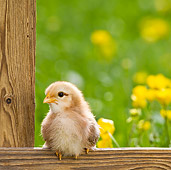 BRD 10 KH0013 01
Chick Sitting On Fence By Buttercups In Spring France